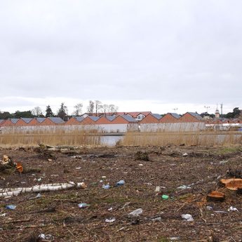 Siekiery i piły poszły w ruch! W Dziwnowie znów wycinają w obszarze Natura 2000! Siekiery i piły poszły w ruch! W Dziwnowie znów wycinają w obszarze Natura 2000!