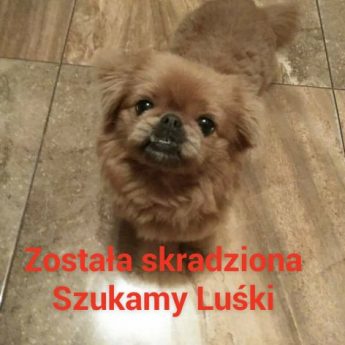 Ktoś kradnie psy z golczewskich wsi? Ktoś kradnie psy z golczewskich wsi?