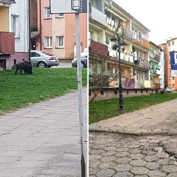 Nietypowi goście w centrum Kamienia Pomorskiego. Dziki grasowały w okolicy ratusza Nietypowi goście w centrum Kamienia Pomorskiego. Dziki grasowały w okolicy ratusza