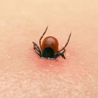 Sanepid alarmuje - sezon na kleszcze rozpoczęty