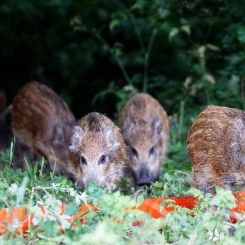 Locha z małymi zamieszkała pod obwodnicą. Czytelniczka apeluje o rozwagę!