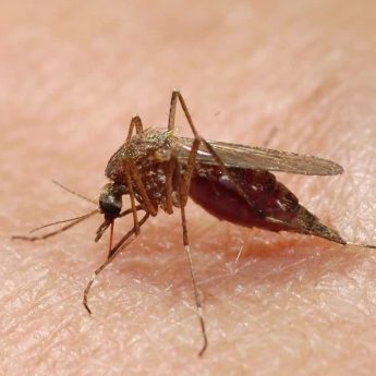 Gmina Dziwnów rozpoczyna odkomarzanie Gmina Dziwnów rozpoczyna odkomarzanie