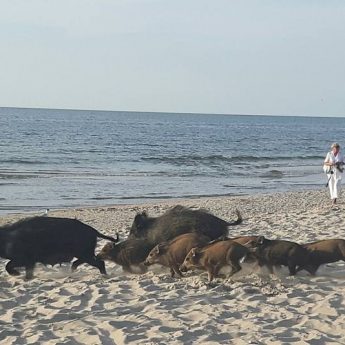 Plaża pełna dzików w Międzyzdrojach