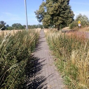 Na ścieżce do Rzewnowa chaszcze sięgają do pasa