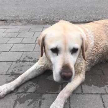To Wasza zguba? W Kamieniu Pomorskim znaleziono suczkę labradora To Wasza zguba? W Kamieniu Pomorskim znaleziono suczkę labradora