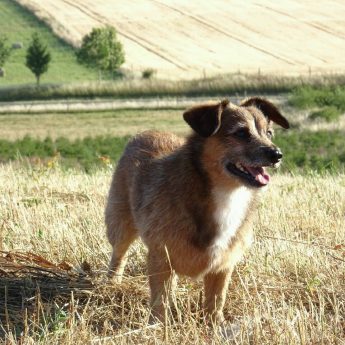 Zaginął rudy Sokół. Pomóżmy go odnaleźć Zaginął rudy Sokół. Pomóżmy go odnaleźć