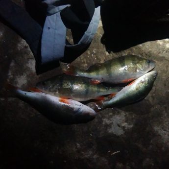 Sprawcy nielegalnego połowu ujęci przez Straż Rybacką Sprawcy nielegalnego połowu ujęci przez Straż Rybacką