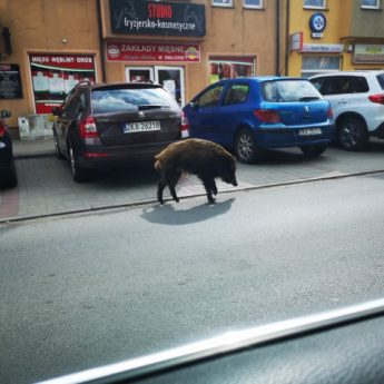 Dziki panoszą się w centrum Wolina