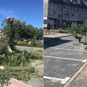 Czytelniczka: "Żal serce ściska, wycinają zdrowe drzewa i po co?"