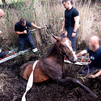 Nietypowa akcja ratownicza w Jarszewie. Strażacy pomagali uratować konia Nietypowa akcja ratownicza w Jarszewie. Strażacy pomagali uratować konia
