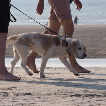 W Międzyzdrojach na plaże z czworonogiem