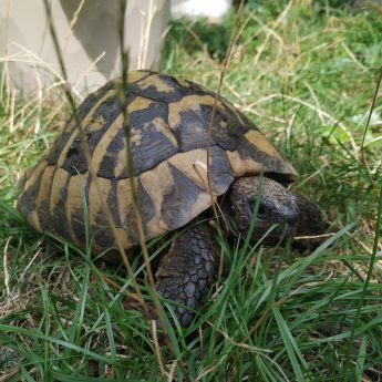 Żółw Maciek potrzebuje pomocy!