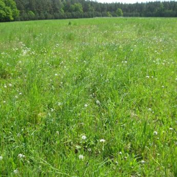Rodzinny Ogródek Działkowy Rodzinny Ogródek Działkowy