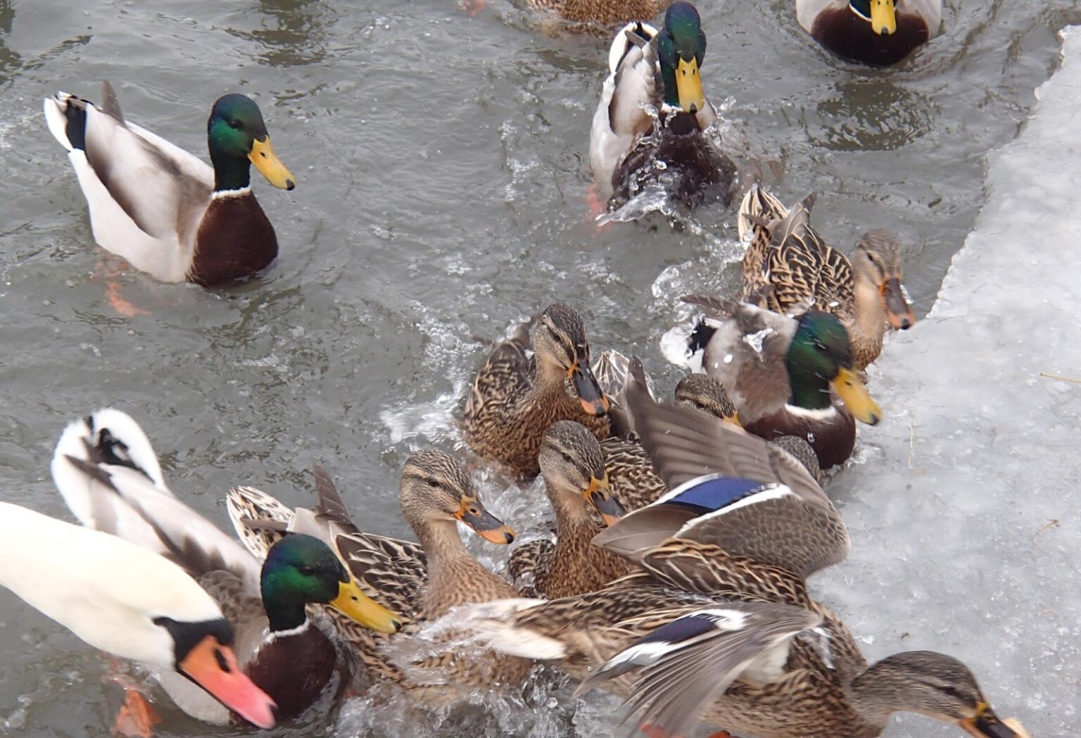 Jak prawidłowo karmić ptactwo wodne Kamienskie.info
