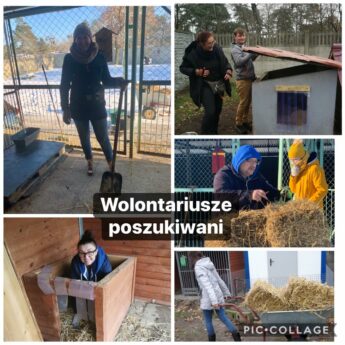 Schronisko w Sosnowicach poszukuje wolontariuszy Schronisko w Sosnowicach poszukuje wolontariuszy