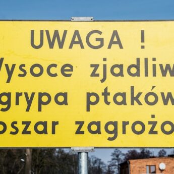 Wojewoda wydaje szereg zakazów dla Powiatu Kamieńskiego! Wszystko przez ptasią grypę! Wojewoda wydaje szereg zakazów dla Powiatu Kamieńskiego! Wszystko przez ptasią grypę!