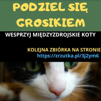 Pomoc dla kotów z Międzyzdrojów! Podziel się grosikiem