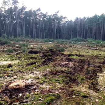 W kilka dni zniknęło 1,4 hektara lasu! "Dookoła Łukęcina powstanie pustynia!" [PODPISZ PETYCJĘ]