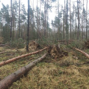 Szkody od wiatrów. Nadleśnictwo wylicza straty