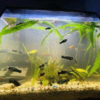 Fluval Flex cały osprzęt