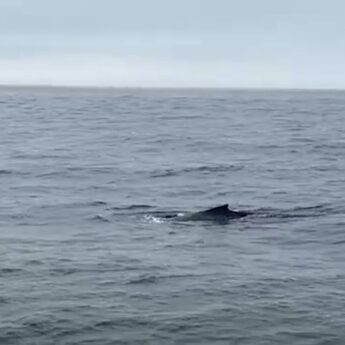 Wieloryb na Bałtyku! Humbak pojawił się 70 kilometrów od brzegu!