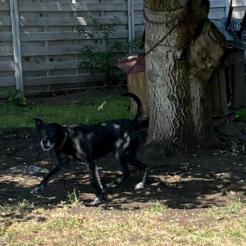 Krótkie łańcuchy, brak pożywienia, walające się odchody. Kolejne dramatyczne interwencje Animalsów