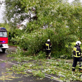 Drzewo spadło na drogę! Interweniowali strażacy z Jarszewa