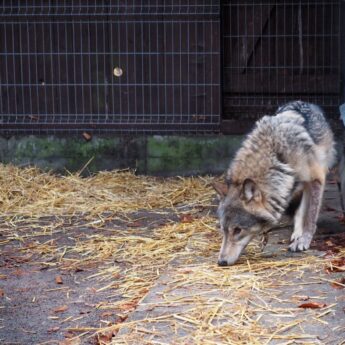 Woliński Park Narodowy z apelem do odwiedzających! "Wilk Kamyk to wciąż dzikie zwierzę"