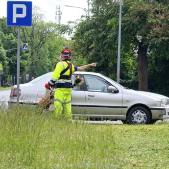 W Kamieniu Pomorskim trwa walka z zielenią. Prezes PGK: "Zmienimy wizerunek nasadzeń najważniejszych miejsc"