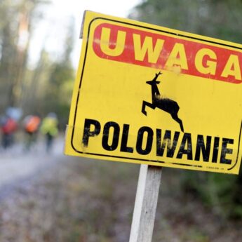 Myśliwi wkraczają do lasu. Podano terminy polowań Koła Łowieckiego "Jeleń"