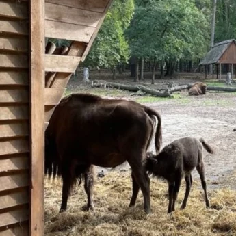 Pomóżmy znaleźć imię dla żubra. Park Narodowy ogłasza konkurs