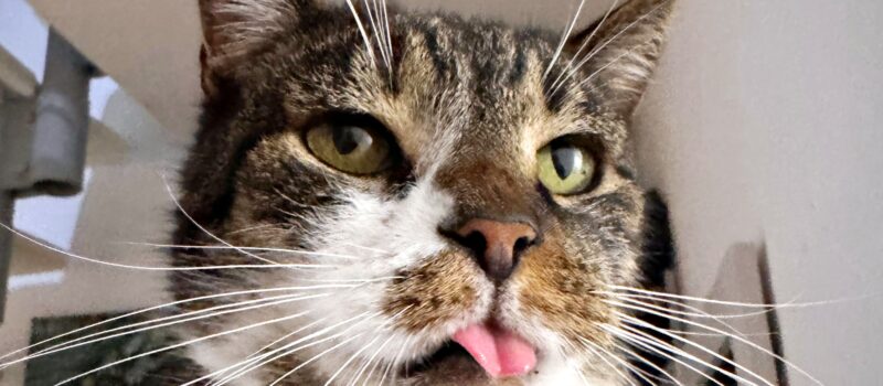 Właściciele kotów z nowym obowiązkiem Właściciele kotów z nowym obowiązkiem