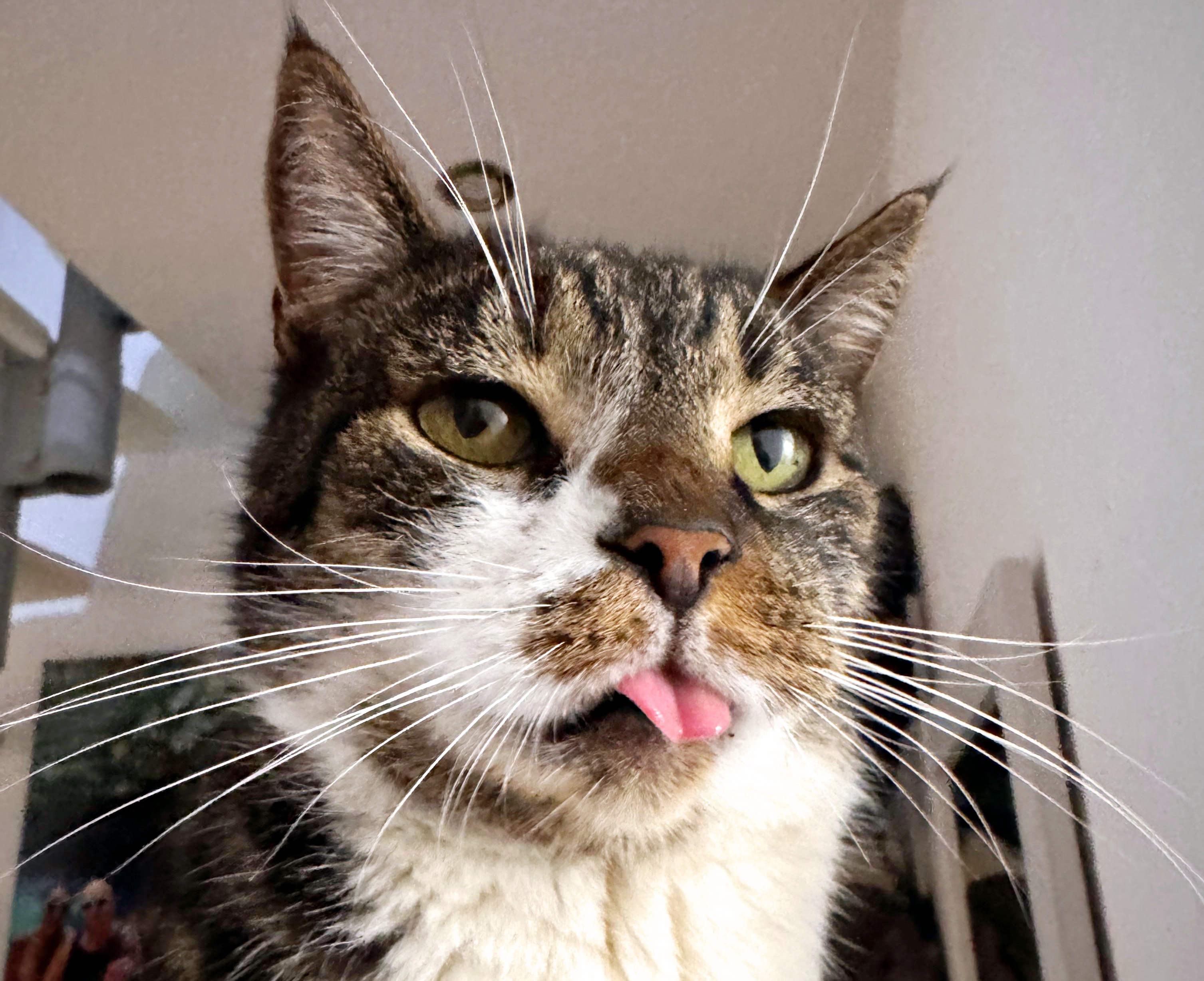 Dziś Międzynarodowy Dzień Kota. Pokaż swojego pupila i wygraj dla niego bezzbożową karmę!