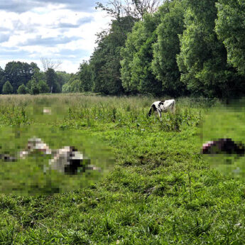 Pogrom w Chrząstowie! Wilki zagryzły siedem krów Pogrom w Chrząstowie! Wilki zagryzły siedem krów