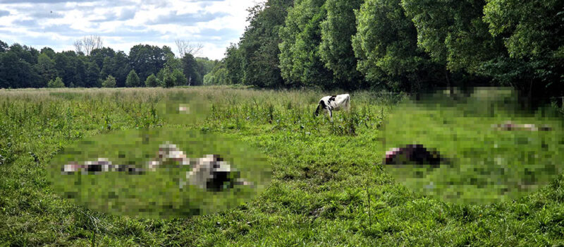 Pogrom w Chrząstowie! Wilki zagryzły siedem krów