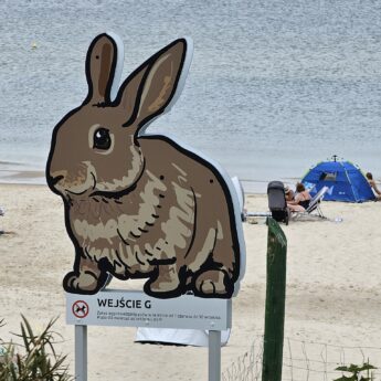 Zwierzęta wskazują drogę na plażę. Nietypowe oznaczenia wejść w Międzyzdrojach Zwierzęta wskazują drogę na plażę. Nietypowe oznaczenia wejść w Międzyzdrojach