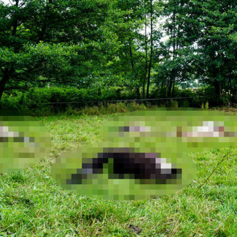 RDOŚ odpowiada w sprawie ataku wilków w Chrząstowie. Możliwe kolejne kroki RDOŚ odpowiada w sprawie ataku wilków w Chrząstowie. Możliwe kolejne kroki