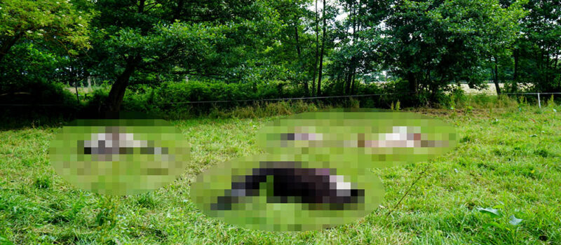 RDOŚ odpowiada w sprawie ataku wilków w Chrząstowie. Możliwe kolejne kroki