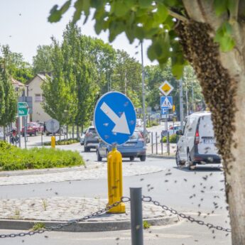Niecodzienna akcja służb w Kamieniu Pomorskim – ratowali... pszczoły Niecodzienna akcja służb w Kamieniu Pomorskim – ratowali... pszczoły