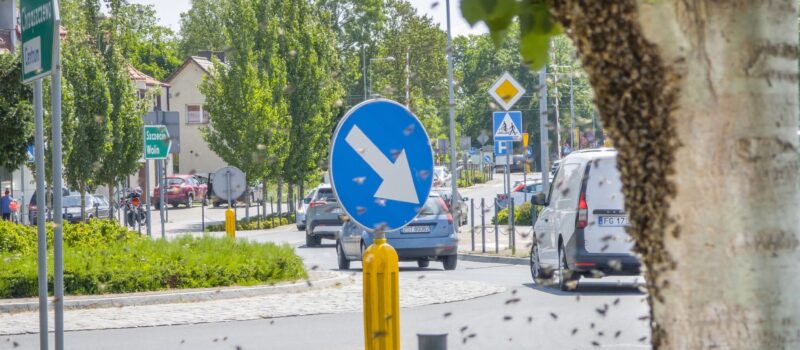 Niecodzienna akcja służb w Kamieniu Pomorskim – ratowali... pszczoły