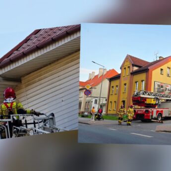 Niecodzienna akcja strażaków. Pomogli uwięzionemu ptakowi Niecodzienna akcja strażaków. Pomogli uwięzionemu ptakowi