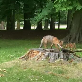 Lis zadomowił się w centrum Dziwnowa. Mieszkańcy proszą o interwencję