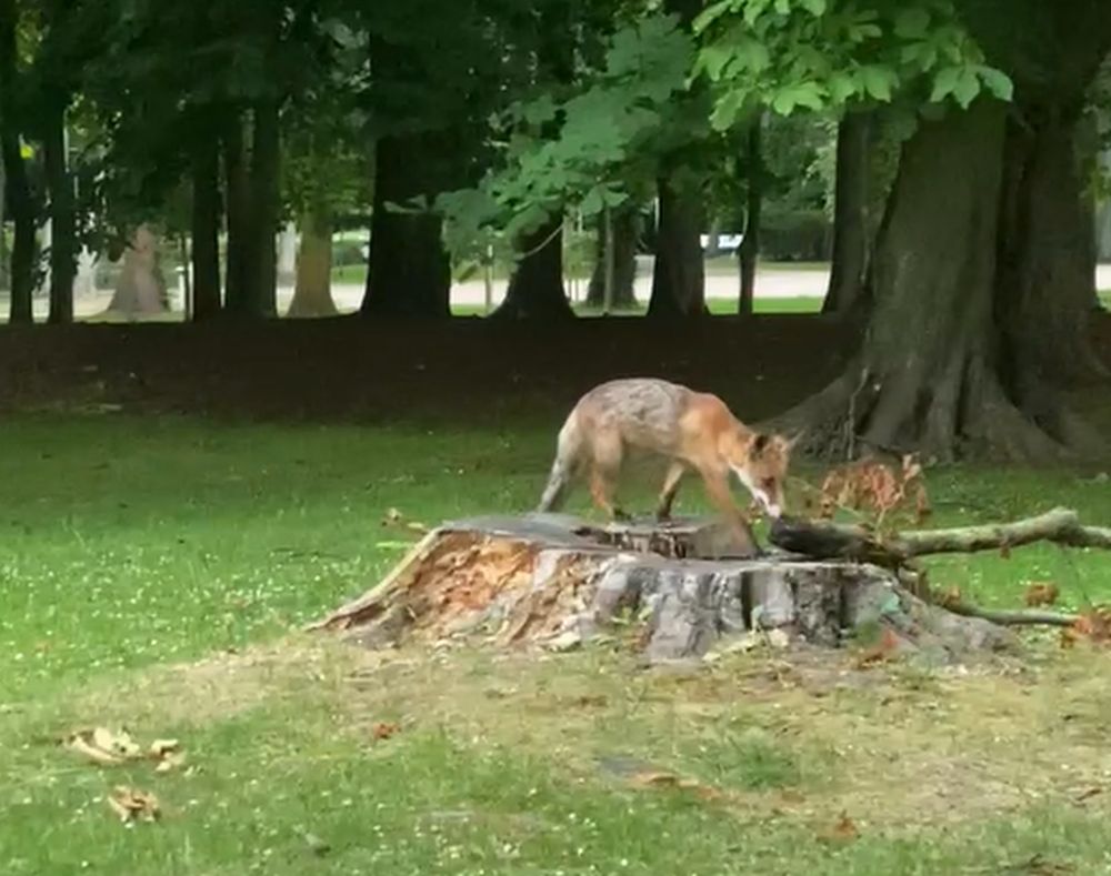 Lis zadomowił się w centrum Dziwnowa. Mieszkańcy proszą o interwencję