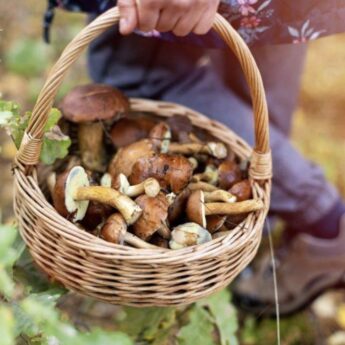 Sezon na grzybobranie wystartował. Uważaj, żeby nie dostać 500 zł mandatu Sezon na grzybobranie wystartował. Uważaj, żeby nie dostać 500 zł mandatu