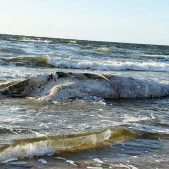 Wieloryb z portu w Świnoujścia na brzegu – tym razem na plaży w Wisełce Wieloryb z portu w Świnoujścia na brzegu – tym razem na plaży w Wisełce