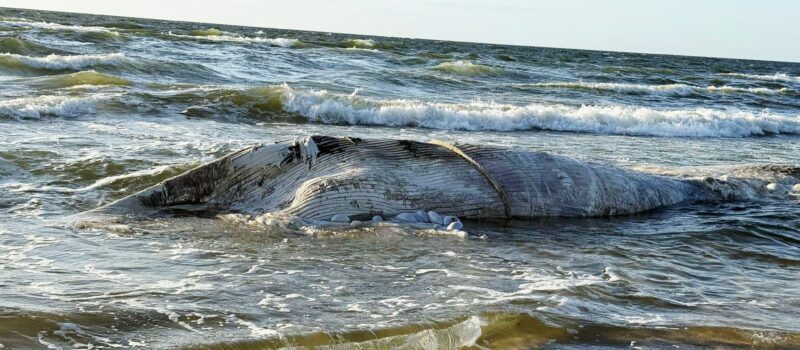 Wieloryb z portu w Świnoujścia na brzegu – tym razem na plaży w Wisełce