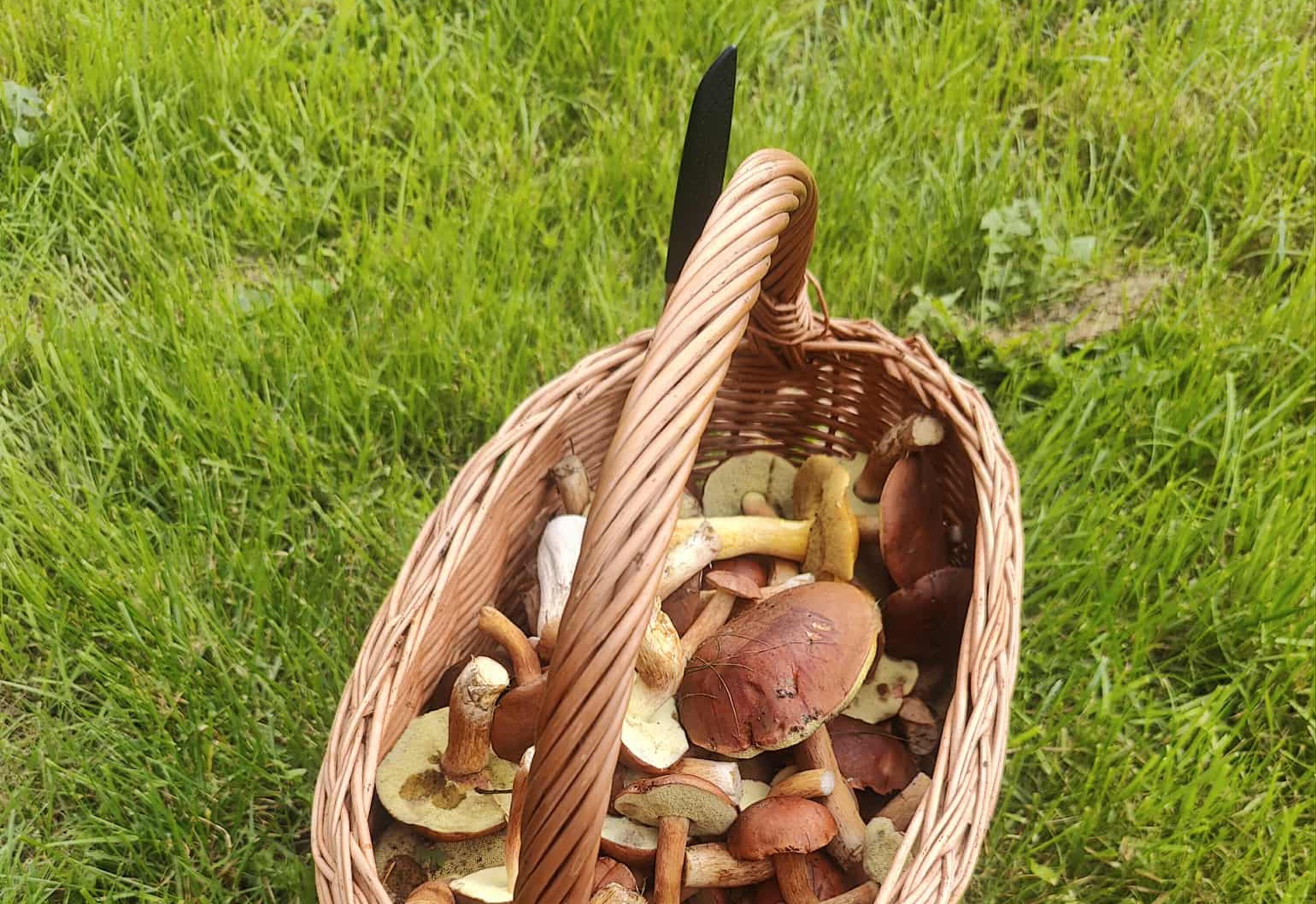 Grzyby w lasach! Pochwalcie się swoimi zbiorami