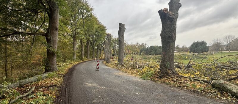 Uwaga kierowcy! Trwa wycinka drzew na trasie Gostyniec – Świerzno Uwaga kierowcy! Trwa wycinka drzew na trasie Gostyniec – Świerzno