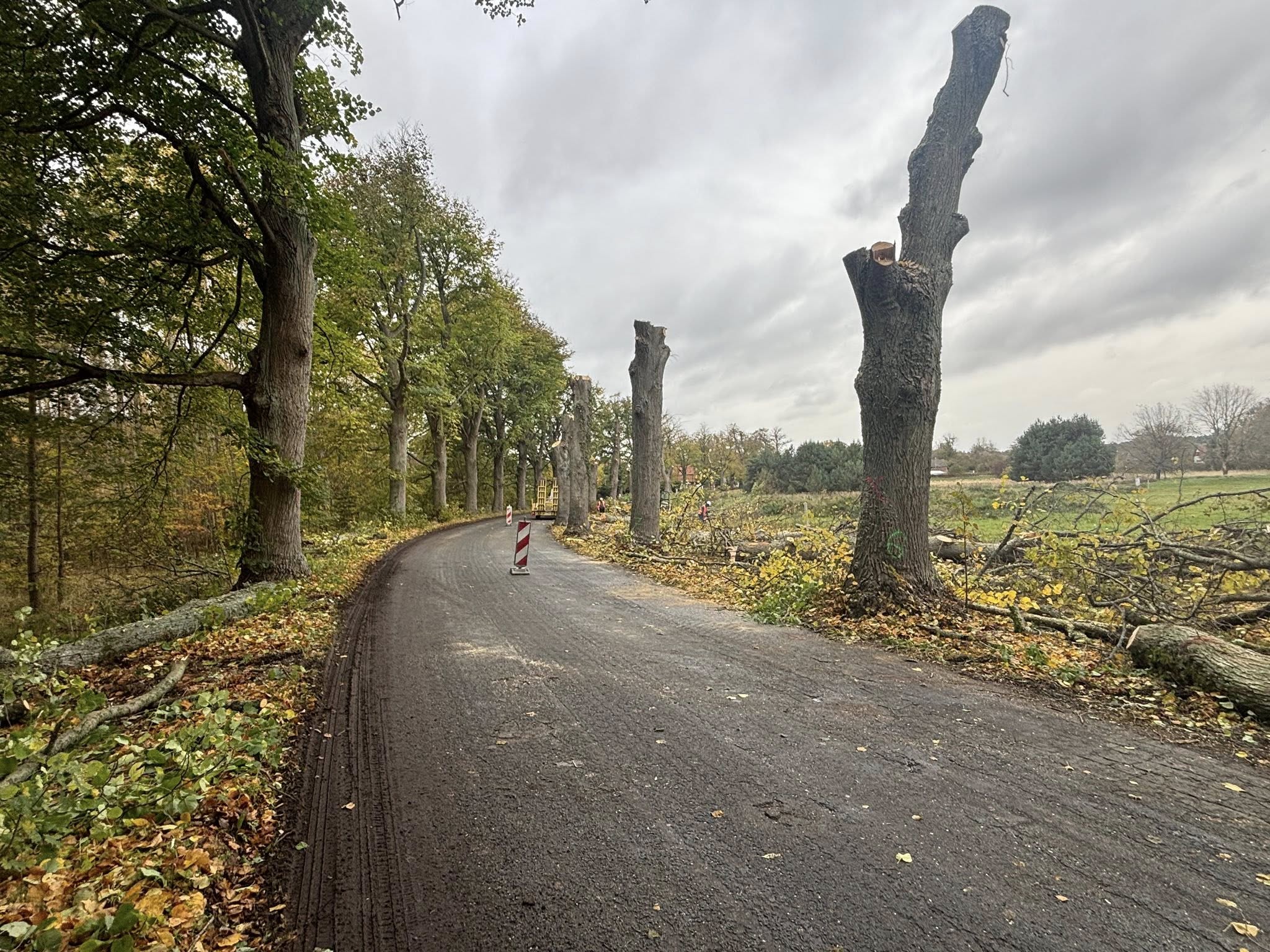 Uwaga kierowcy! Trwa wycinka drzew na trasie Gostyniec – Świerzno