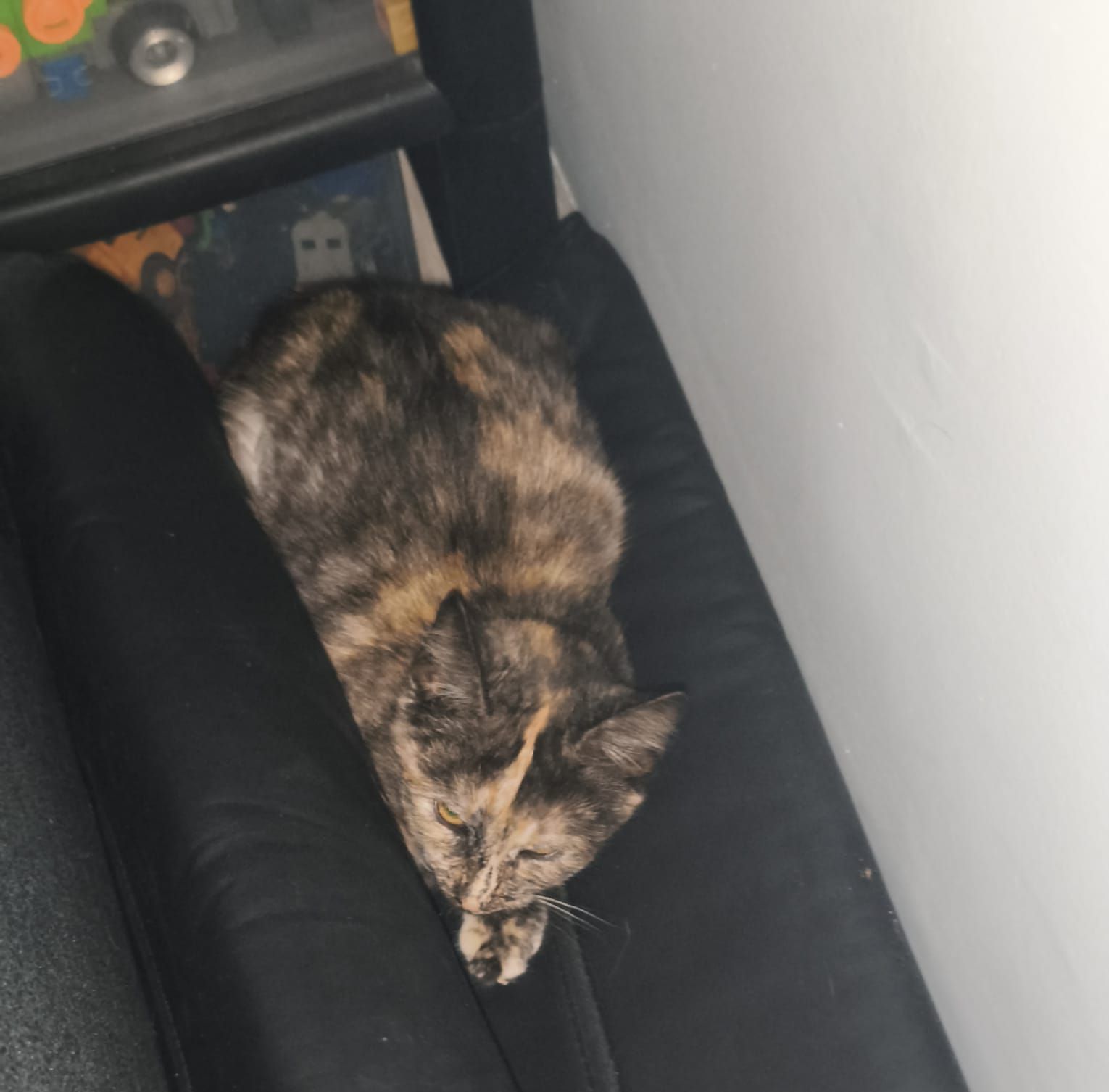 Siedmiomiesięczna Kotulinka szuka domu